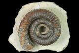 Early Devonian Ammonite (Anetoceras) - Tazarine, Morocco #154701-1